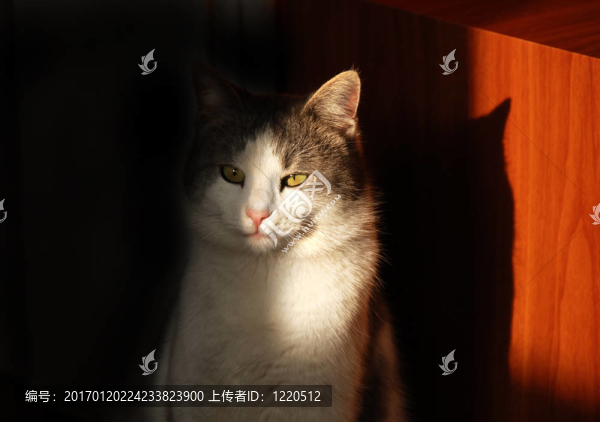 陽光下的貓眼