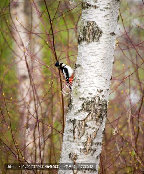 在白樺Woodpecker