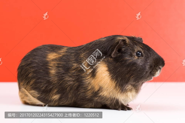 黑豚鼠