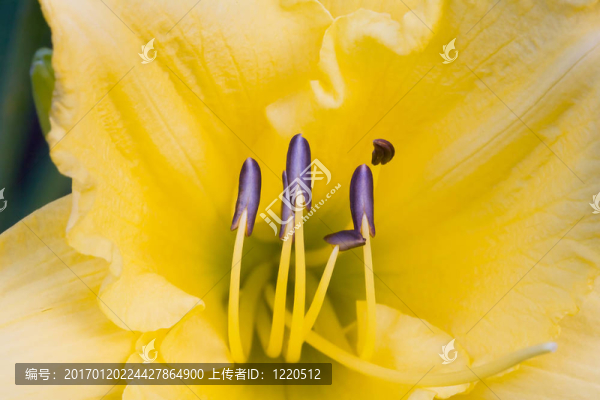 黃花