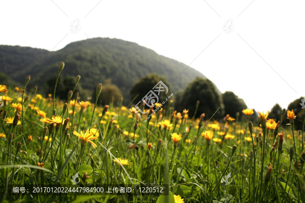 花卉景觀
