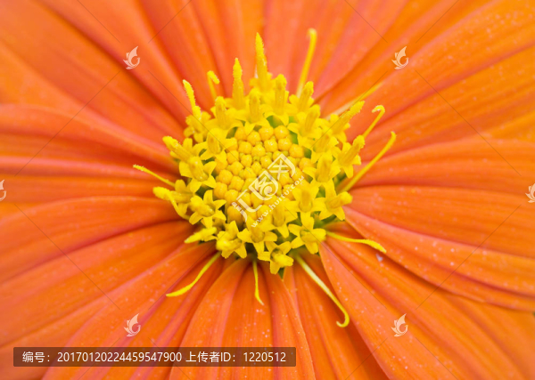 橙色雛菊
