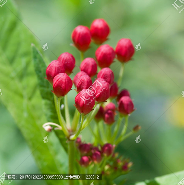 血之花