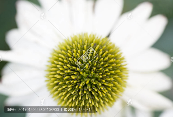 白色的圓錐花序