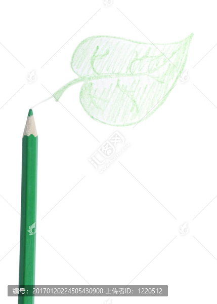 綠色鉛筆；葉子