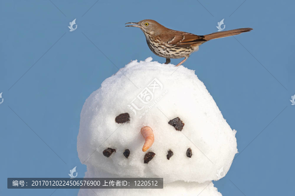 雪人上的鳥(niǎo)