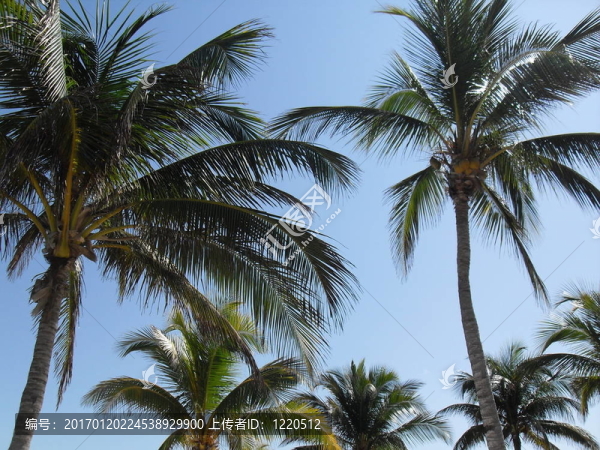 palms2