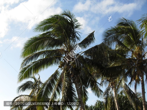 palms3
