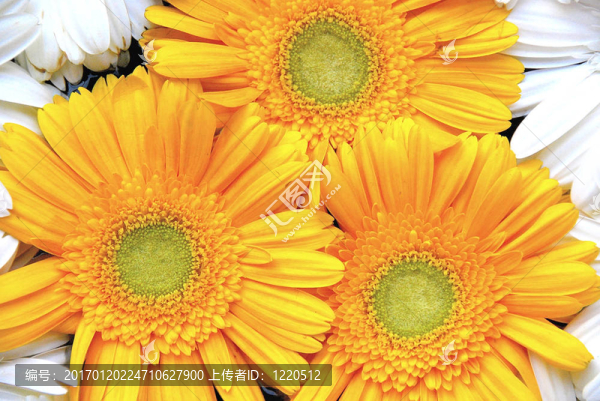 三Golden,Gerberas