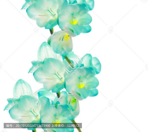 弗雷西亞花邊框設(shè)計(jì)