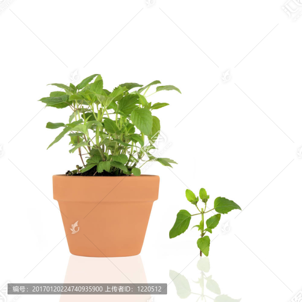 佛手柑草