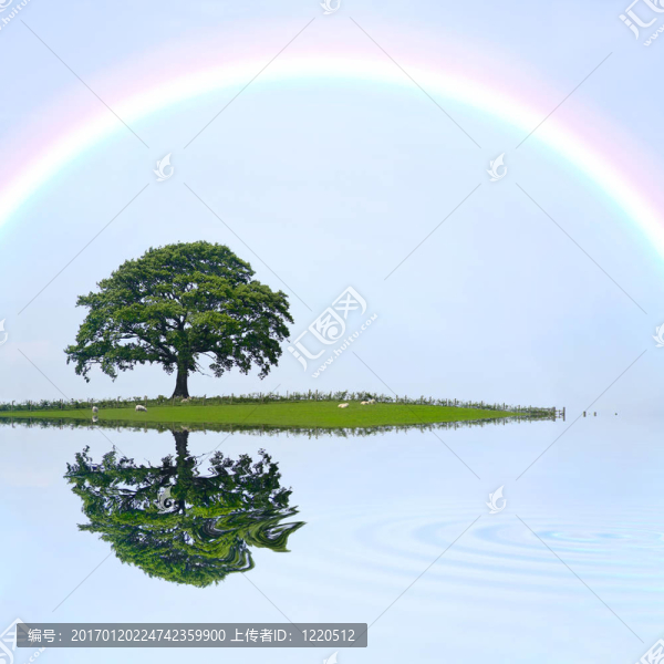 橡樹(shù)和彩虹