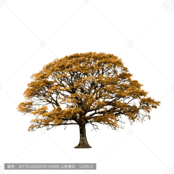 秋季橡樹樹摘要