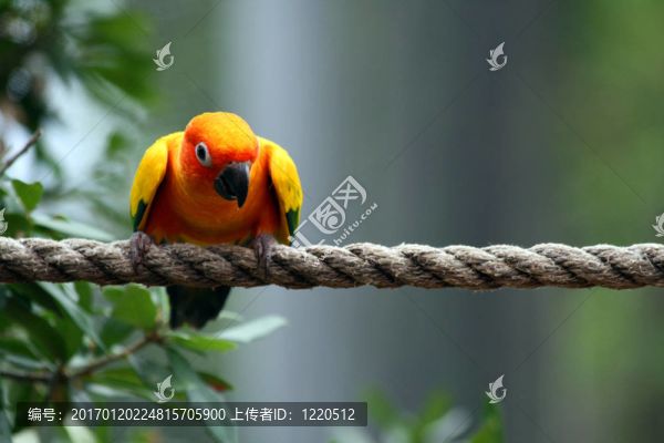 鸚鵡-匯圖網(wǎng) www.fosd68.com 鸚鵡