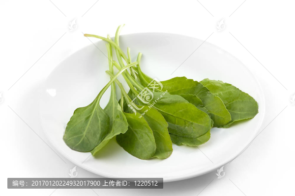 鮮菠菜