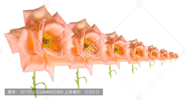 白色背景上的玫瑰排