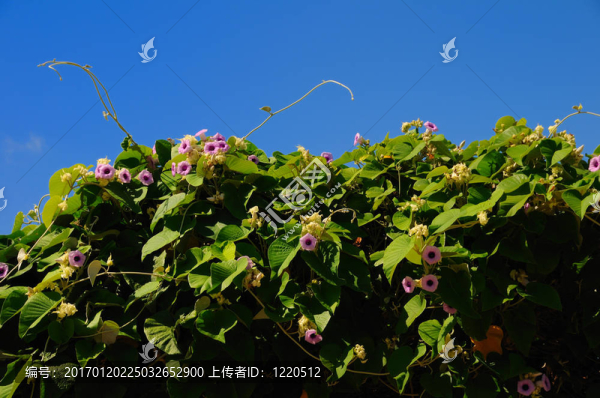 hawian紅木寶貝的藤本植物