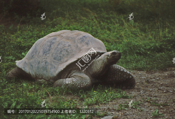 亞達(dá)伯拉象龜g-1588