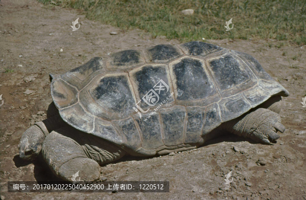 亞達(dá)伯拉象龜g-2410