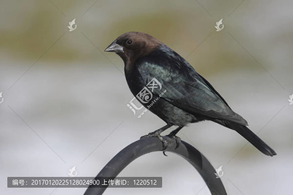 棲息在高處的鳥