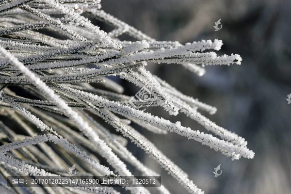 Frost的松樹針。