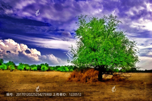 dsc_5422,-,Solitary,Tree