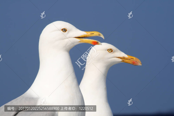 海鷗說。
