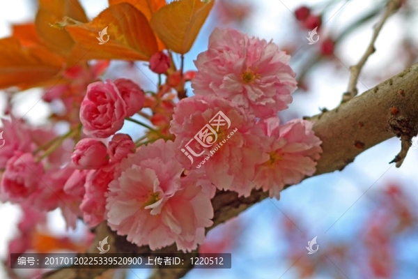 櫻花