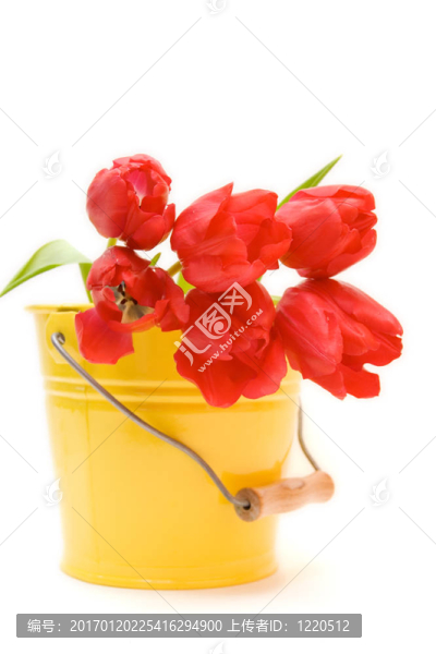 紅色郁金香隔離在WH