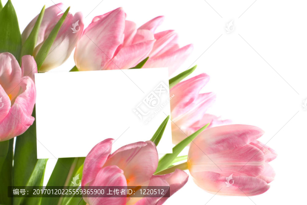 粉紅色的郁金香-匯圖網(wǎng) www.fosd68.com 粉紅色的郁金香