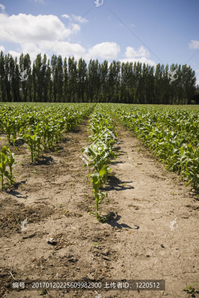 一排排的玉米