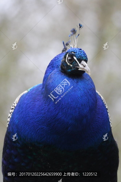 孔雀