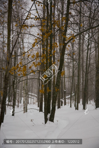 十二月的雪之后的金黃的樹葉