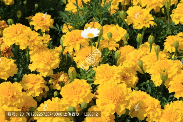 金盞花和Daisy,Flower