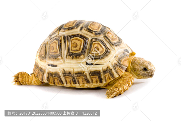 豹紋陸龜