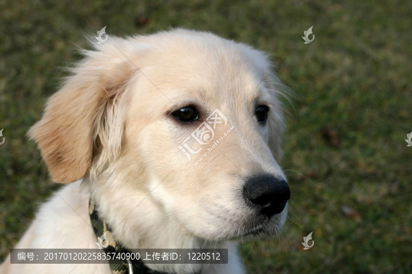 黃金獵犬小狗