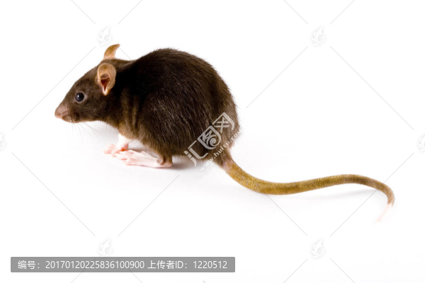 褐鼠