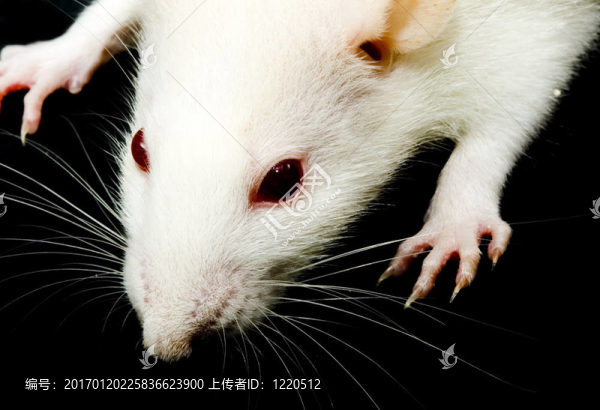 小白鼠