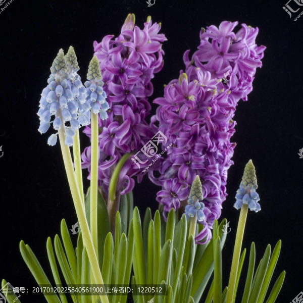 春天的花朵