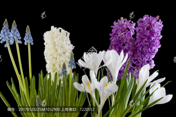 春天的花朵
