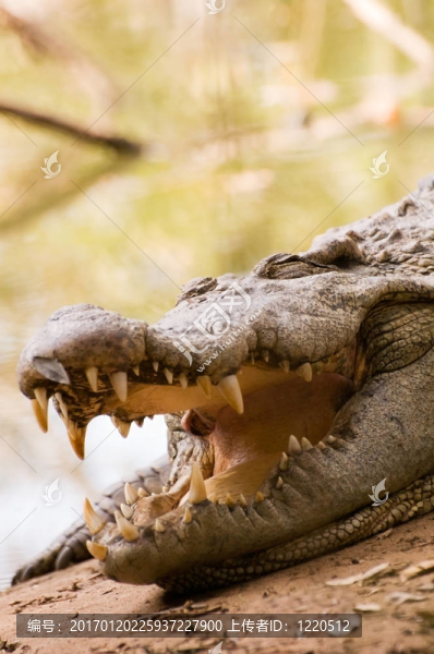 沉睡的鱷魚(yú)-匯圖網(wǎng) www.fosd68.com 沉睡的鱷魚(yú)