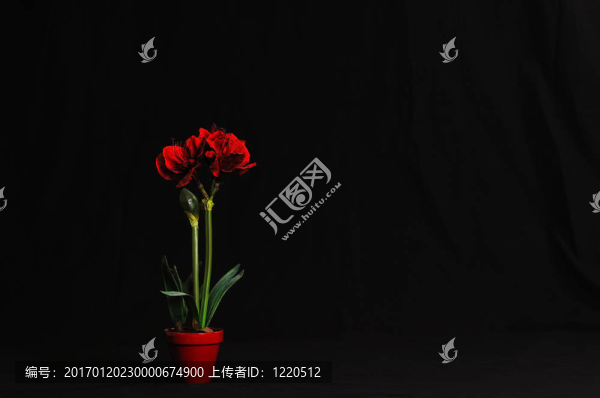 孤挺花盛開