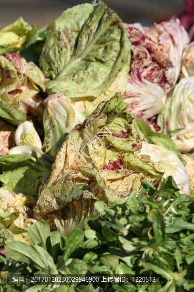 各種顏色的蔬菜-匯圖網(wǎng) www.fosd68.com 各種顏色的蔬菜