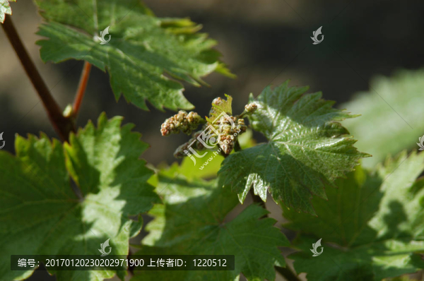 wineyard五月