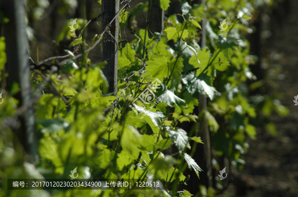 wineyard五月