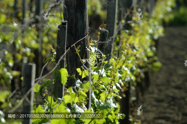 wineyard五月