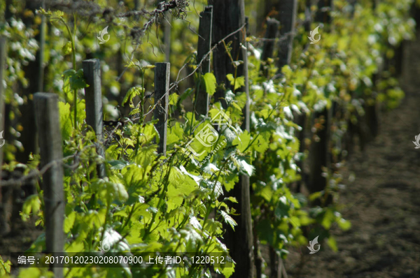 wineyard五月