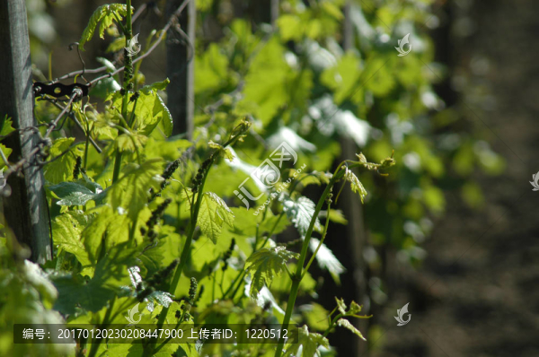 wineyard五月
