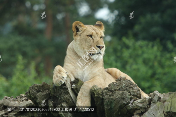 獅子