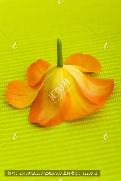 郁金香的花朵